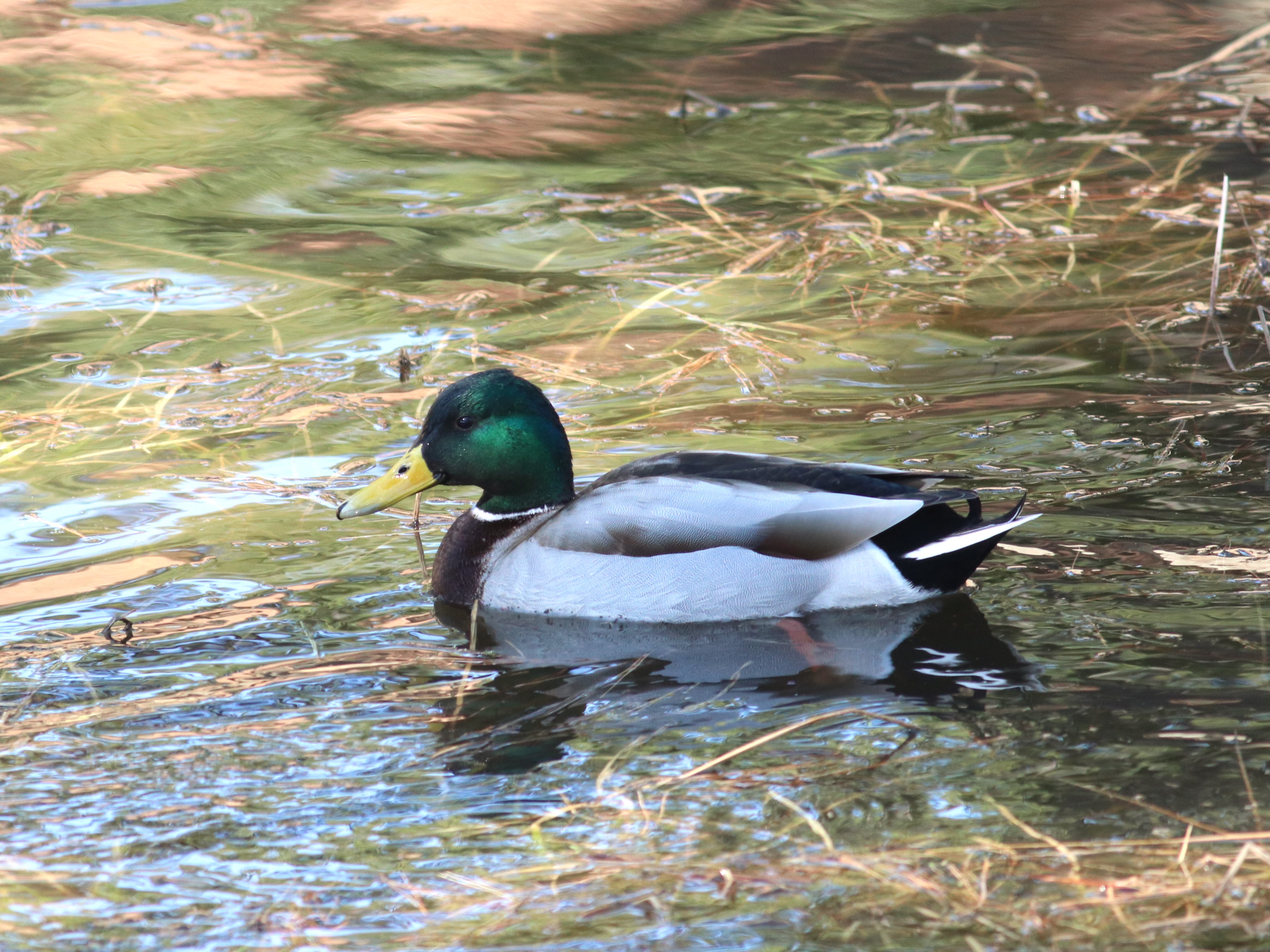 池のマガモ2